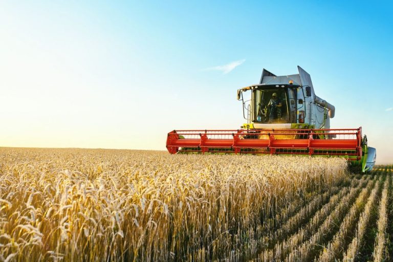 Large machine in field cutting crops